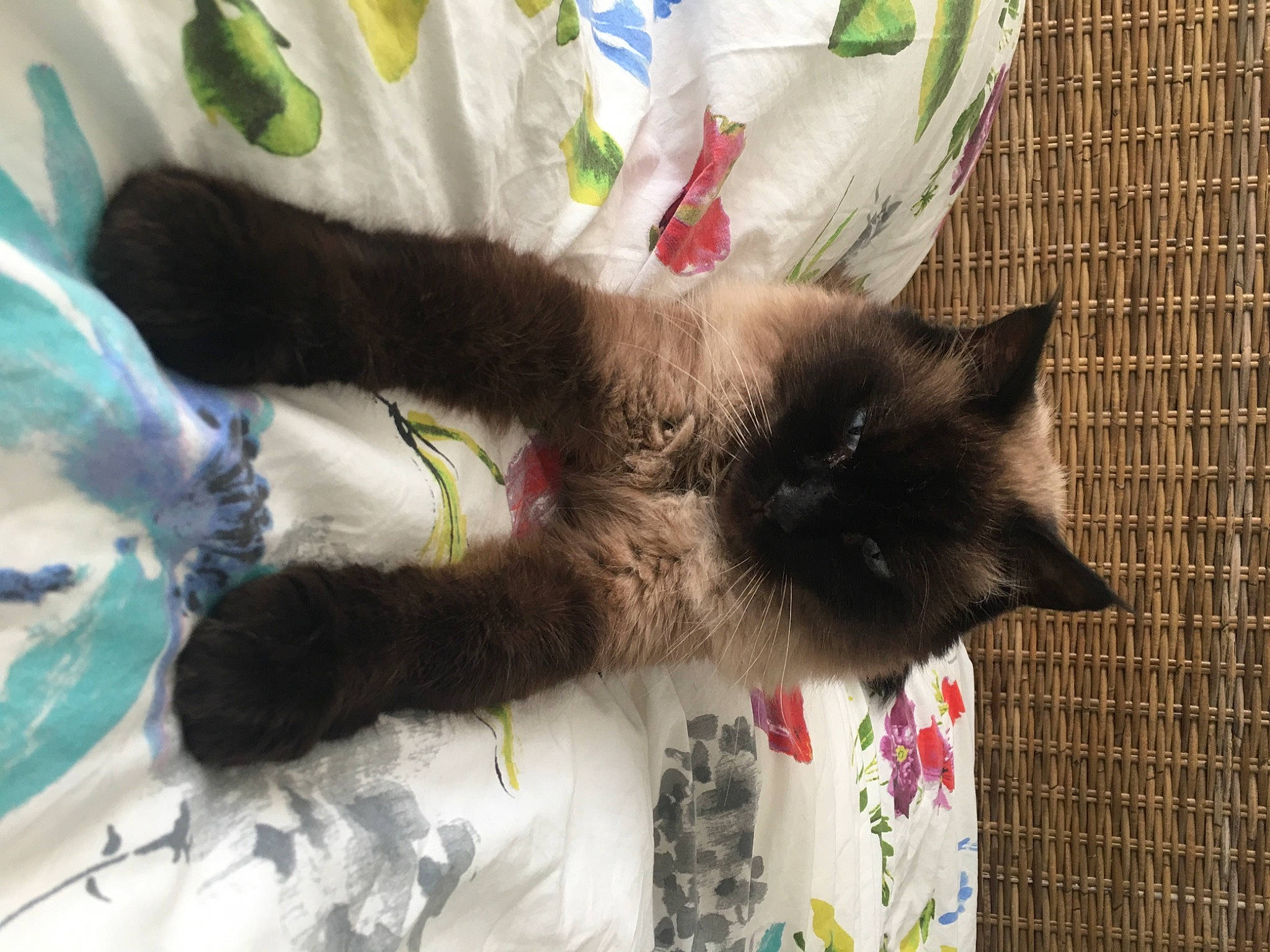 Chatchat participe au concours pour gagner de l'argent avec cette photo : black_cat, carnivore, cat, claw, dog_breed, domestic_short_haired_cat, felidae, flooring, fur, nap, paw, small_to_medium_sized_cats, tail, thai, whiskers