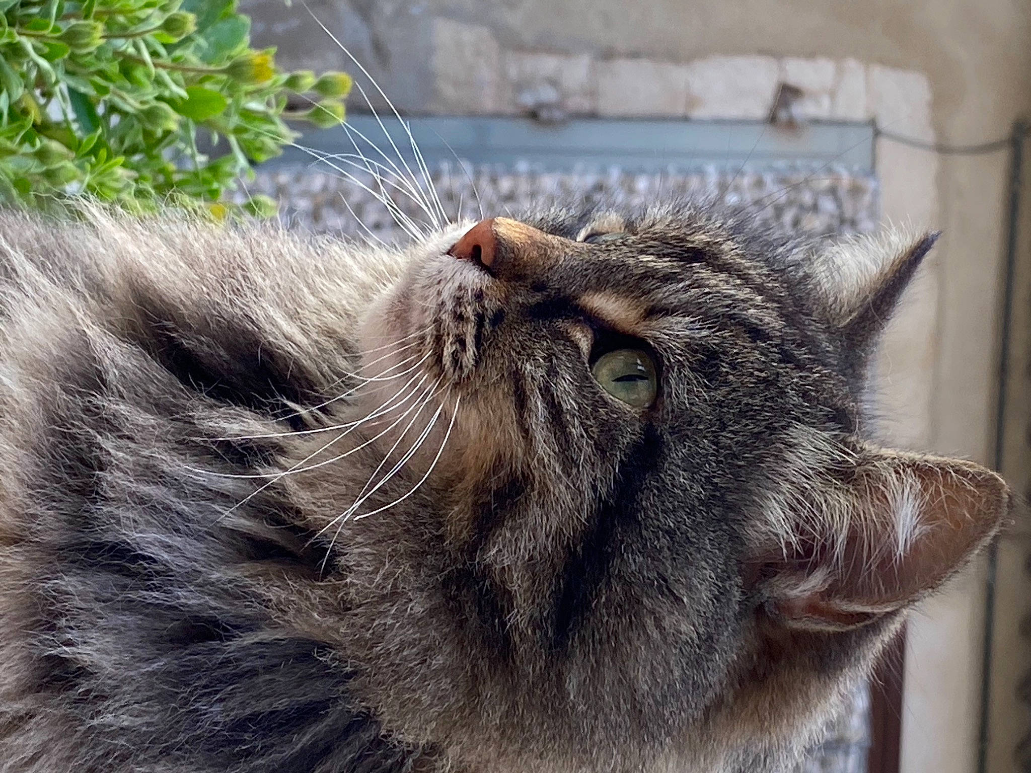 Chatchat participe au concours pour gagner de l'argent avec cette photo : carnivore, cat, claw, close_up, domestic_short_haired_cat, felidae, fur, grey, paw, plant, small_to_medium_sized_cats, snout, tail, terrestrial_animal, whiskers, wildlife