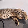 abyssinian, animal, cat, cheetah, doctor, egyptiancat, electronics, hardware, kitten, manx, ocelot, panther, person, pet, sleeping, snowleopard