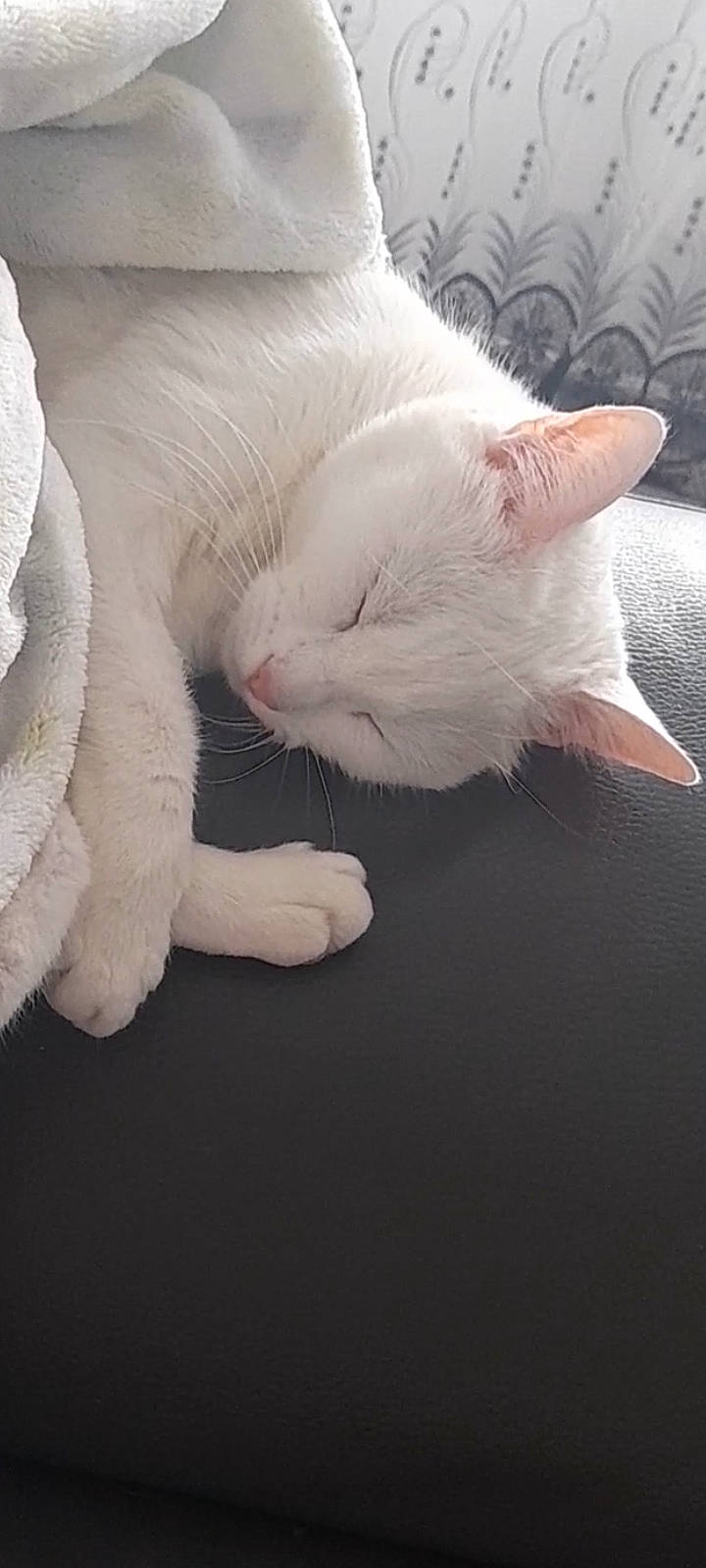 Naya participe au concours pour gagner de l'argent avec cette photo : carnivore, cat, claw, close_up, comfort, domestic_short_haired_cat, ear, fawn, felidae, foot, fur, gesture, nail, nap, paw, sleep, small_to_medium_sized_cats, snout, tail, whiskers