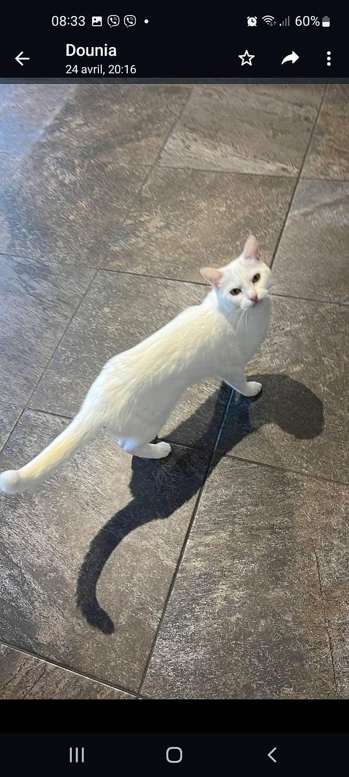 Naya participe au concours pour gagner de l'argent avec cette photo : art, asphalt, canidae, carnivore, cat, domestic_short_haired_cat, eye, fawn, felidae, fur, metal, paw, road_surface, shadow, small_to_medium_sized_cats, snout, tail, terrestrial_animal, whiskers, wood