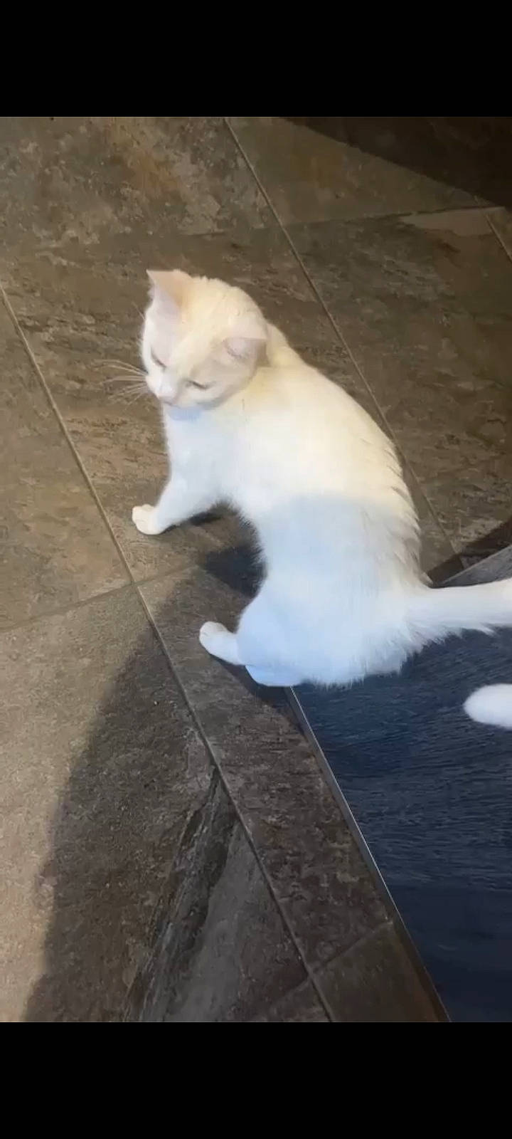 Naya a rejoint le concours — aidez-le/la à gagner de superbes lots ! asphalt, automotive_tire, carnivore, cat, claw, domestic_short_haired_cat, eye, felidae, flooring, foot, fur, hardwood, paw, road_surface, sitting, small_to_medium_sized_cats, tail, terrestrial_animal, whiskers, wood