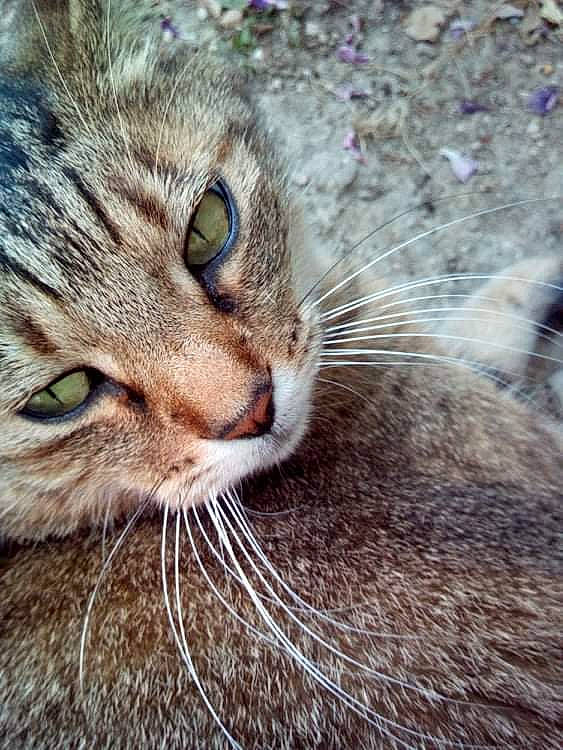 Iris a rejoint le concours — aidez-le/la à gagner de superbes lots ! carnivore, cat, close_up, domestic_short_haired_cat, felidae, fur, grass, paw, plant, small_to_medium_sized_cats, snout, terrestrial_animal, tree, whiskers, wildlife