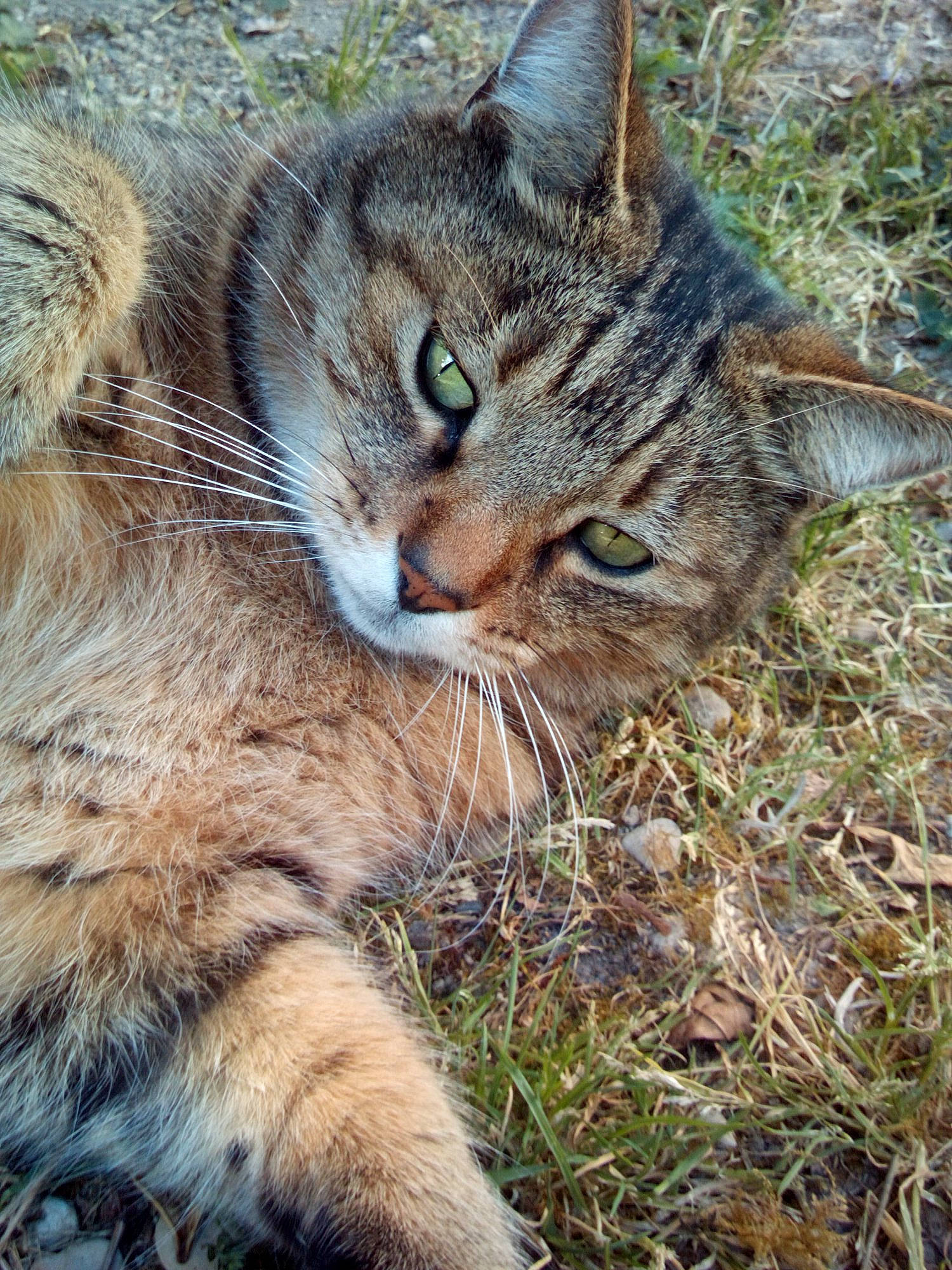 Iris a rejoint le concours — aidez-le/la à gagner de superbes lots ! aegean_cat, carnivore, cat, close_up, domestic_short_haired_cat, dragon_li, european_shorthair, eye, felidae, grass, mammal, pixie_bob, sky, small_to_medium_sized_cats, snout, tabby_cat, whiskers, wild_cat, wilderness, wildlife