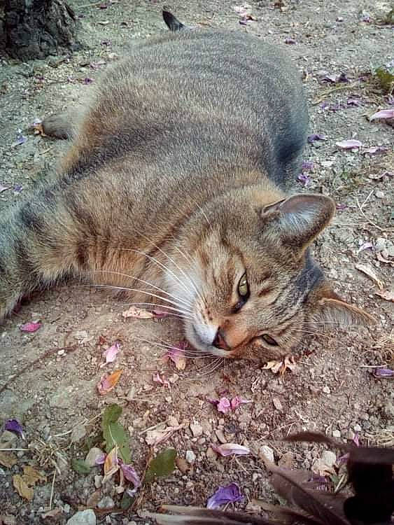 Iris a rejoint le concours — aidez-le/la à gagner de superbes lots ! carnivore, cat, domestic_short_haired_cat, fawn, felidae, fur, grass, groundcover, organism, paw, plant, small_to_medium_sized_cats, snout, soil, tail, terrestrial_animal, tree, whiskers, wildlife, wood