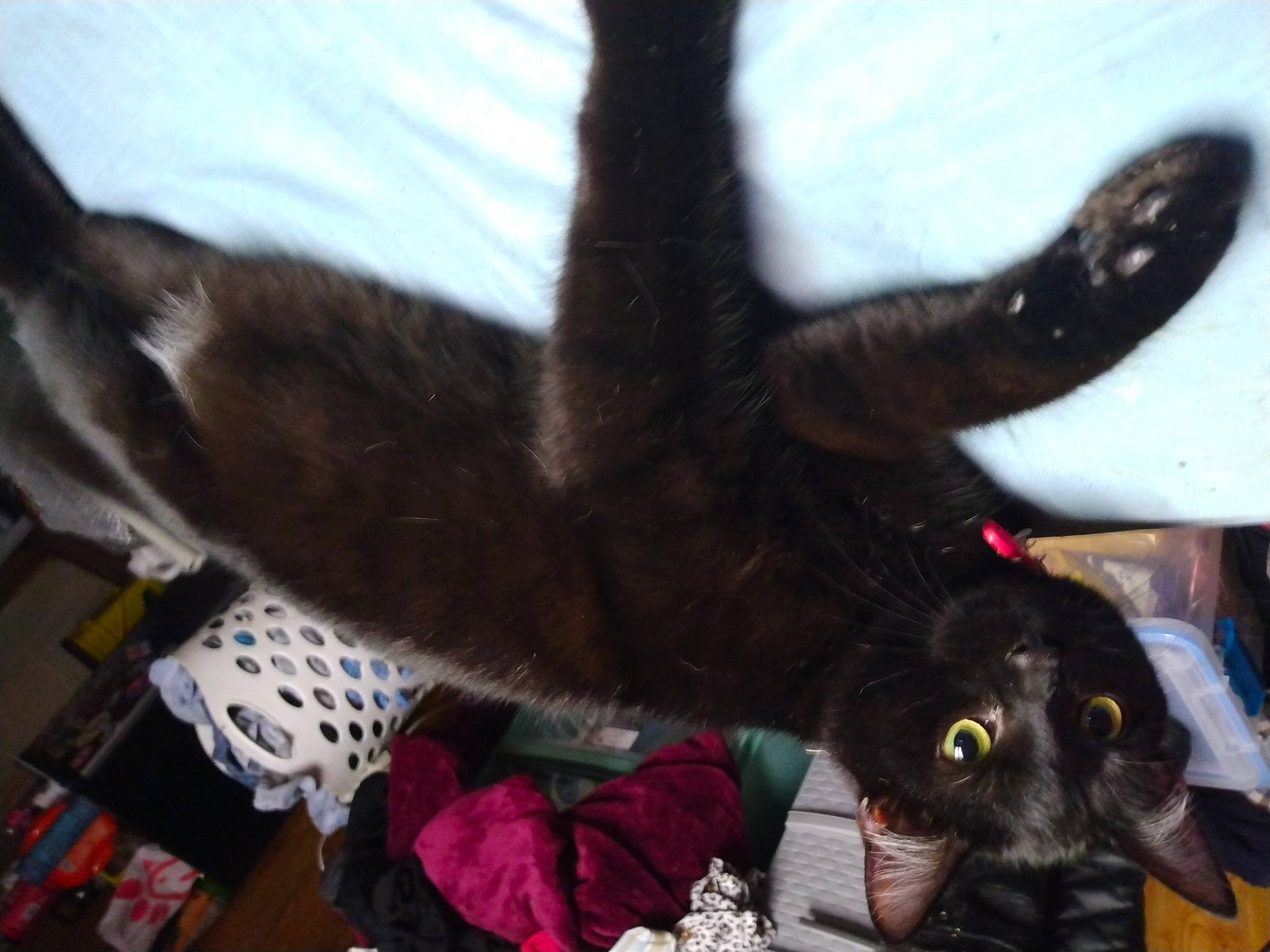 Raider is registered to the contest to win money with this photo: black_cat, bombay, carnivore, cat, claw, dog_breed, domestic_short_haired_cat, fawn, felidae, fur, gesture, mammal, paw, small_to_medium_sized_cats, snout, tail, terrestrial_animal, vertebrate, whiskers, wing