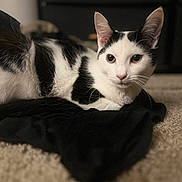 Lola joined the competition — help win amazing prizes! cat, black_and_white, pet, animal, feline, lying_down, carpet, fur, whiskers, ears, indoor, closeup, relaxed, domestic_animal, soft_texture, fabric, black_cloth, background_blur, cute, eyes
