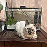 cat, kitten, siamese, feline, animal, pet, table, wooden_table, fish_tank, aquarium, plant, indoor, curious, resting, face, ears, eyes, fur, closeup, domestic_animal