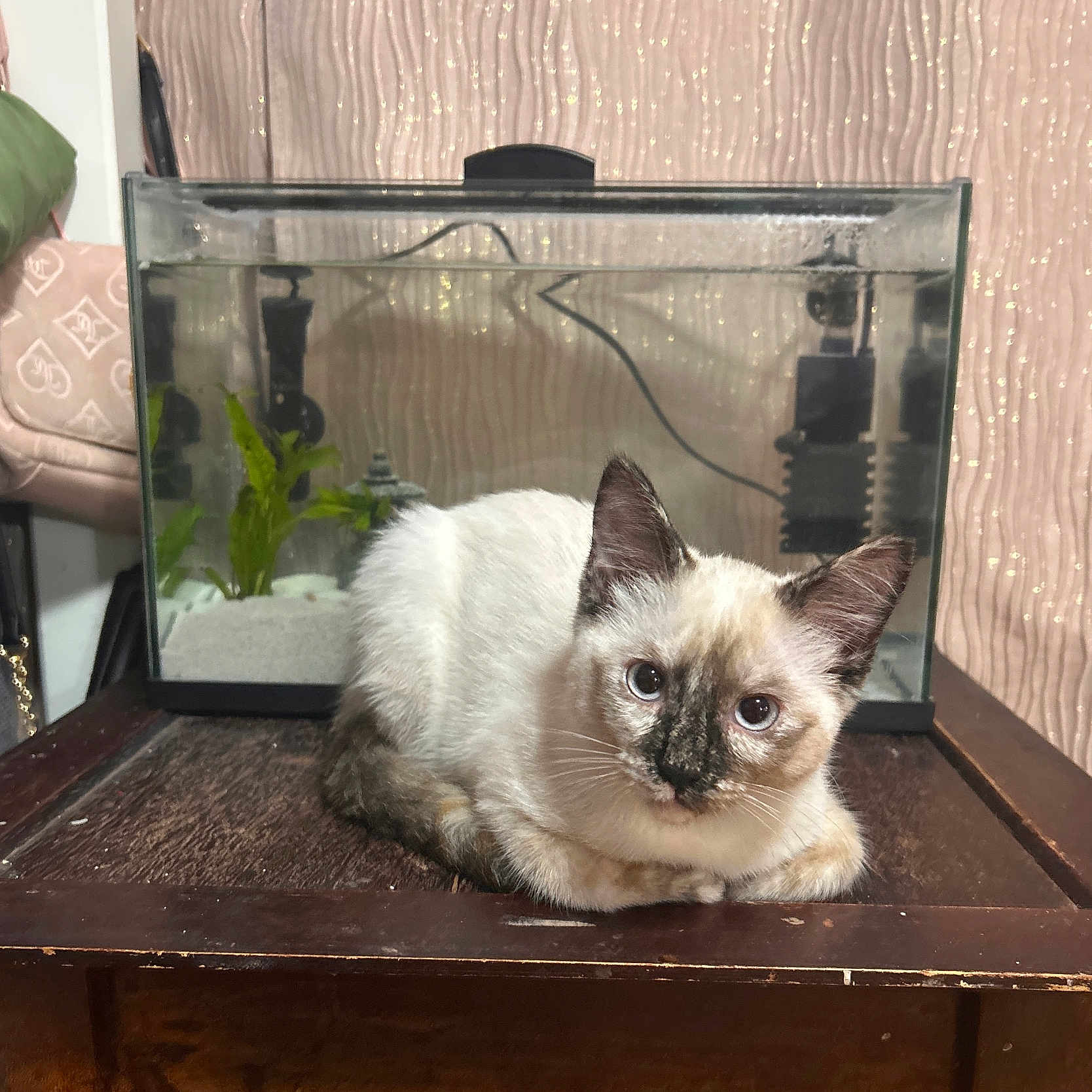 Luna
