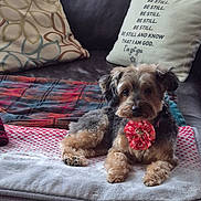 Bailee is registered to the contest to win money with this photo: dog, small_dog, pet, sitting, couch, sofa, throw_blanket, plaid_blanket, cushion, decorative_pillow, pillow_text, red_bow, bow, fur, paws, looking_at_camera, indoor, cozy, home_interior, blanket