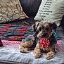 dog, small_dog, pet, sitting, couch, sofa, throw_blanket, plaid_blanket, cushion, decorative_pillow, pillow_text, red_bow, bow, fur, paws, looking_at_camera, indoor, cozy, home_interior, blanket