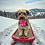 Bailee is registered to the contest to win money with this photo: dog, small_dog, bow, pink_bow, sled, snow, snowflake, winter, mountains, trees, pet, portrait, closeup, fur, ears, nose, eyes, red_sled, outdoor, bokeh
