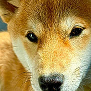 Visma participe au concours pour gagner de l'argent avec cette photo : alert, animal, brown_fur, canine, close_up, cute, dog, domestic_animal, eyes, face, fur, mammal, nose, pet, portrait, shiba_inu, snout, whiskers, white_fur