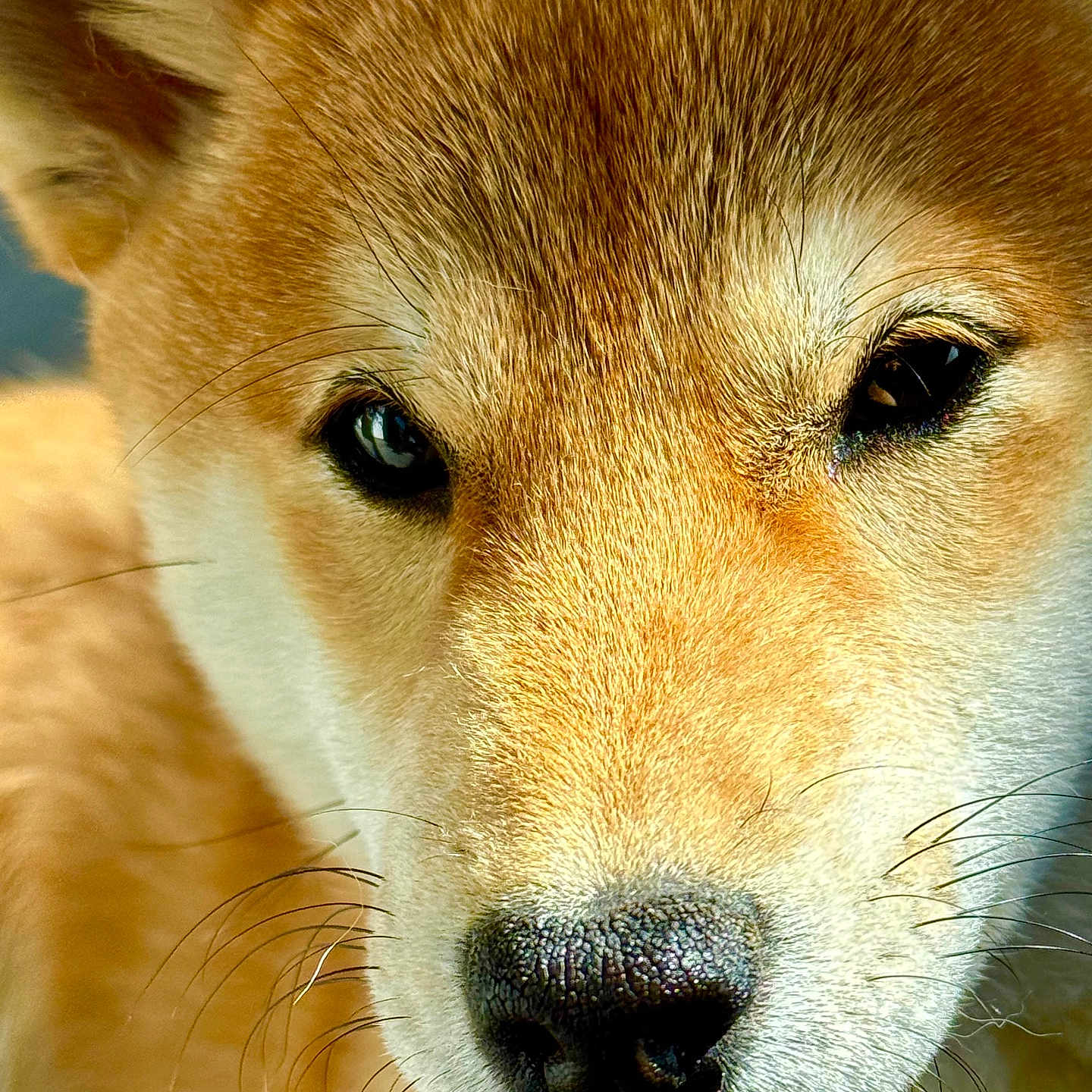 Visma participe au concours pour gagner de l'argent avec cette photo : alert, animal, brown_fur, canine, close_up, cute, dog, domestic_animal, eyes, face, fur, mammal, nose, pet, portrait, shiba_inu, snout, whiskers, white_fur