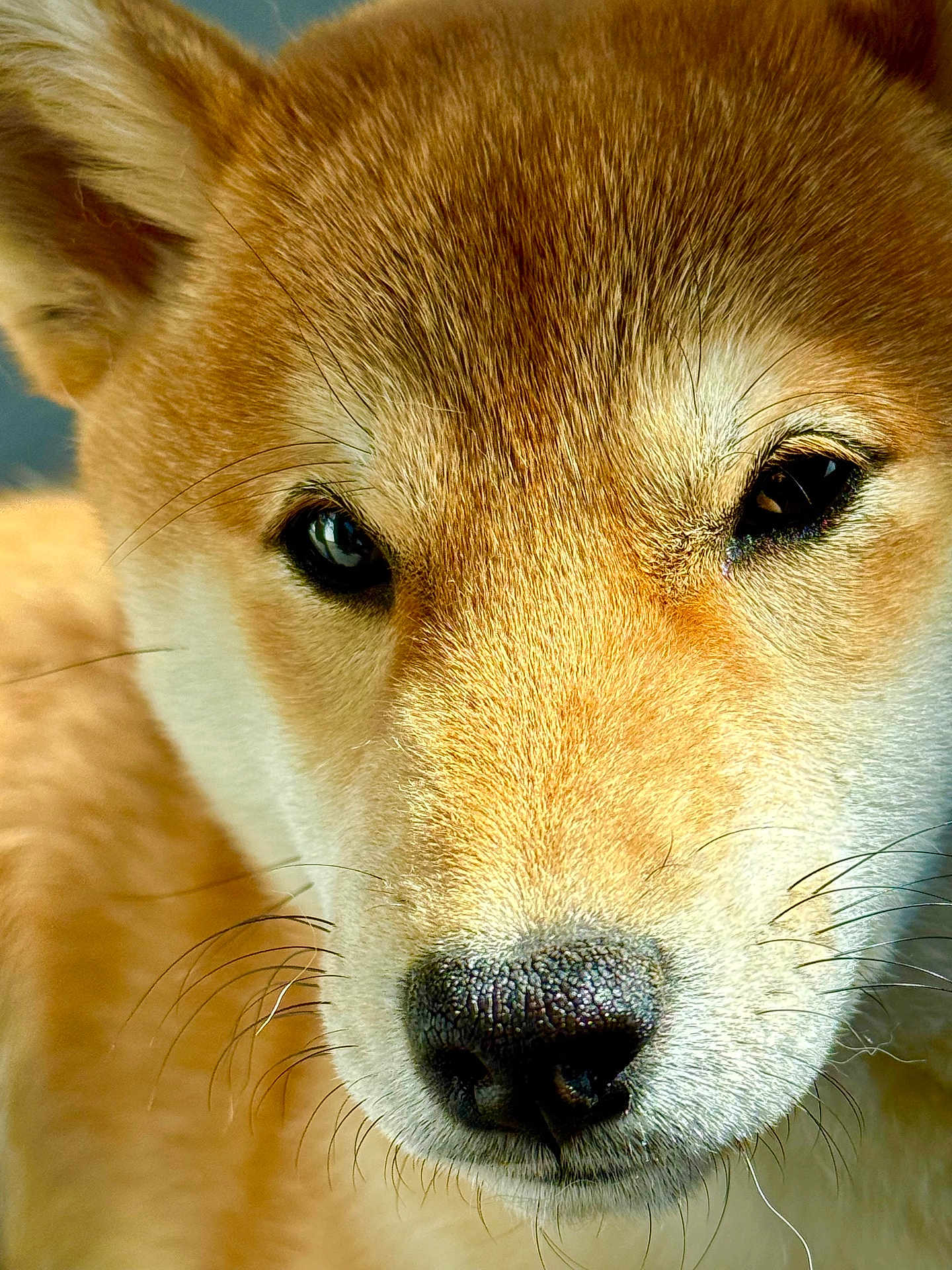 Visma participe au concours pour gagner de l'argent avec cette photo : alert, animal, brown_fur, canine, close_up, cute, dog, domestic_animal, eyes, face, fur, mammal, nose, pet, portrait, shiba_inu, snout, whiskers, white_fur