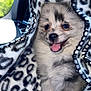 Vienna joined the competition — help win amazing prizes! puppy, dog, blanket, leopard_print, car_interior, happy, smiling, fur, tongue_out, cute, pet, animal, cozy, window, nature_background, seat, closeup, young, small_dog, fluffy