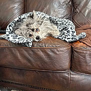 Vienna joined the competition — help win amazing prizes! dog, blanket, leopard_print, brown_leather_couch, pet, resting, cozy, indoor, fur, mixed_breed, snug, cute, one_blue_eye, one_brown_eye, animal, laying_down, home, relaxed, comfort, sleepy