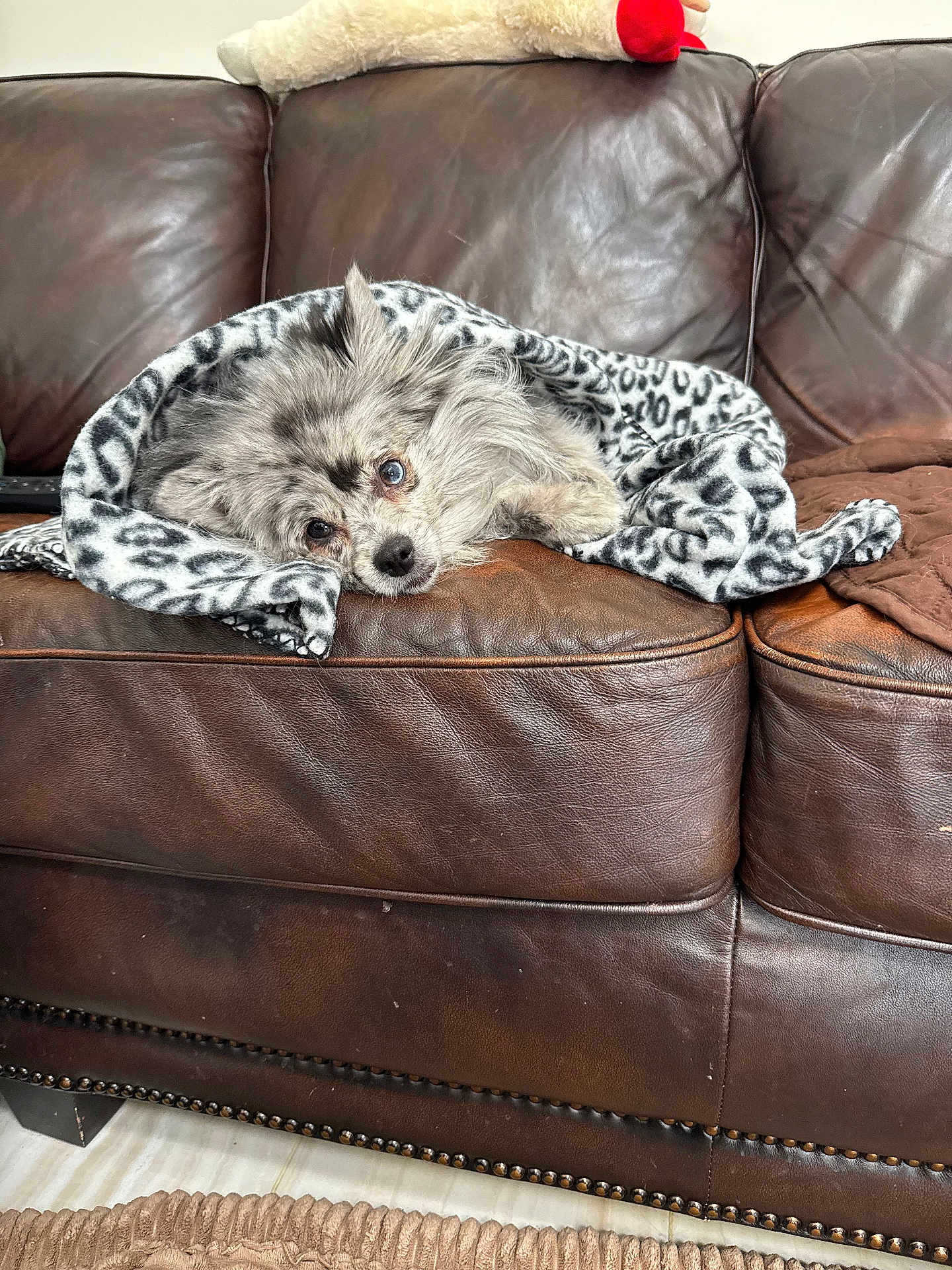 Vienna joined the competition — help win amazing prizes! dog, blanket, leopard_print, brown_leather_couch, pet, resting, cozy, indoor, fur, mixed_breed, snug, cute, one_blue_eye, one_brown_eye, animal, laying_down, home, relaxed, comfort, sleepy