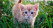 Sunny is registered to the contest to win money with this photo: kitten, cat, orange_cat, grass, greenery, outdoor, cityscape, blurred_background, nature, animal, pet, curious, young, small, feline, closeup, walking, daylight, blue_eyes, exploration