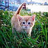 kitten, cat, orange_cat, grass, greenery, outdoor, cityscape, blurred_background, nature, animal, pet, curious, young, small, feline, closeup, walking, daylight, blue_eyes, exploration