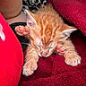 Sunny joined the competition — help win amazing prizes! kitten, cat, sleeping, orange_cat, paw, pink_paw, fur, close_up, blanket, red_blanket, cozy, cute, pet, animal, resting, soft, warm, indoor, nap, feline