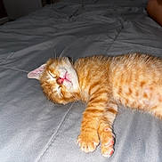 Sunny is registered to the contest to win money with this photo: kitten, cat, sleeping, orange_tabby, bed, gray_bedspread, pet, feline, animal, cozy, relaxed, cute, whiskers, paw, fur, pink_nose, indoor, resting, young_animal, domestic_cat