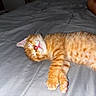 kitten, cat, sleeping, orange_tabby, bed, gray_bedspread, pet, feline, animal, cozy, relaxed, cute, whiskers, paw, fur, pink_nose, indoor, resting, young_animal, domestic_cat