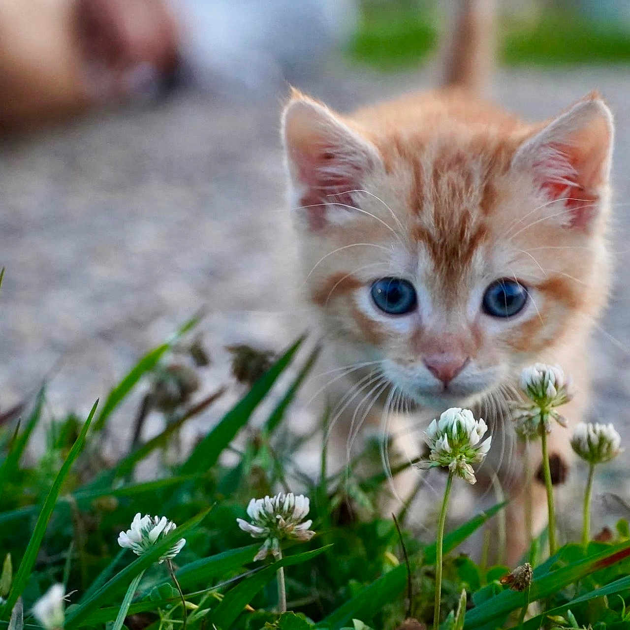 Sunny is registered to the contest to win money with this photo: kitten, cat, orange_cat, blue_eyes, grass, flowers, clover, outdoor, nature, closeup, curious, young_animal, pet, animal, small, cute, feline, whiskers, soft_focus, exploring
