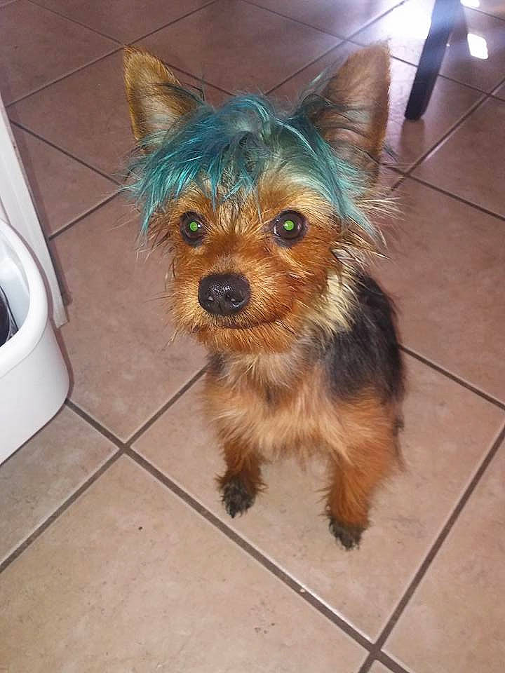 Tido joined the competition — help win amazing prizes! australian_silky_terrier, australian_terrier, biewer_terrier, cairn_terrier, canidae, carnivore, companion_dog, dog, dog_breed, mammal, norwich_terrier, puppy, rare_breed_dog, small_terrier, snout, terrier, toy_dog, vertebrate, yorkipoo, yorkshire_terrier