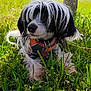 animal, closeup, collar, cute, dog, flower, fur, grass, greenery, leaves, muzzle, nature, outdoor, paw, pet, relaxing, small_dog, summer, sunlight, tree