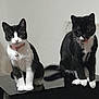 animal, black_and_white, cat, collar, companions, curious, cute, domestic_cat, feline, furry, indoor, pets, quiet, resting, sitting, table, tongue_out, tuxedo_cat, two_animals, whiskers