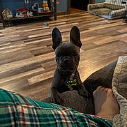 Veda joined the competition — help win amazing prizes! french_bulldog, puppy, dog, living_room, wood_floor, dog_bed, decorations, plaid_pajamas, foot, couch, collar, pet, indoor, cozy, home, flooring, furniture, ears, curious, looking