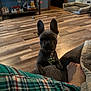 french_bulldog, puppy, dog, living_room, wood_floor, dog_bed, decorations, plaid_pajamas, foot, couch, collar, pet, indoor, cozy, home, flooring, furniture, ears, curious, looking