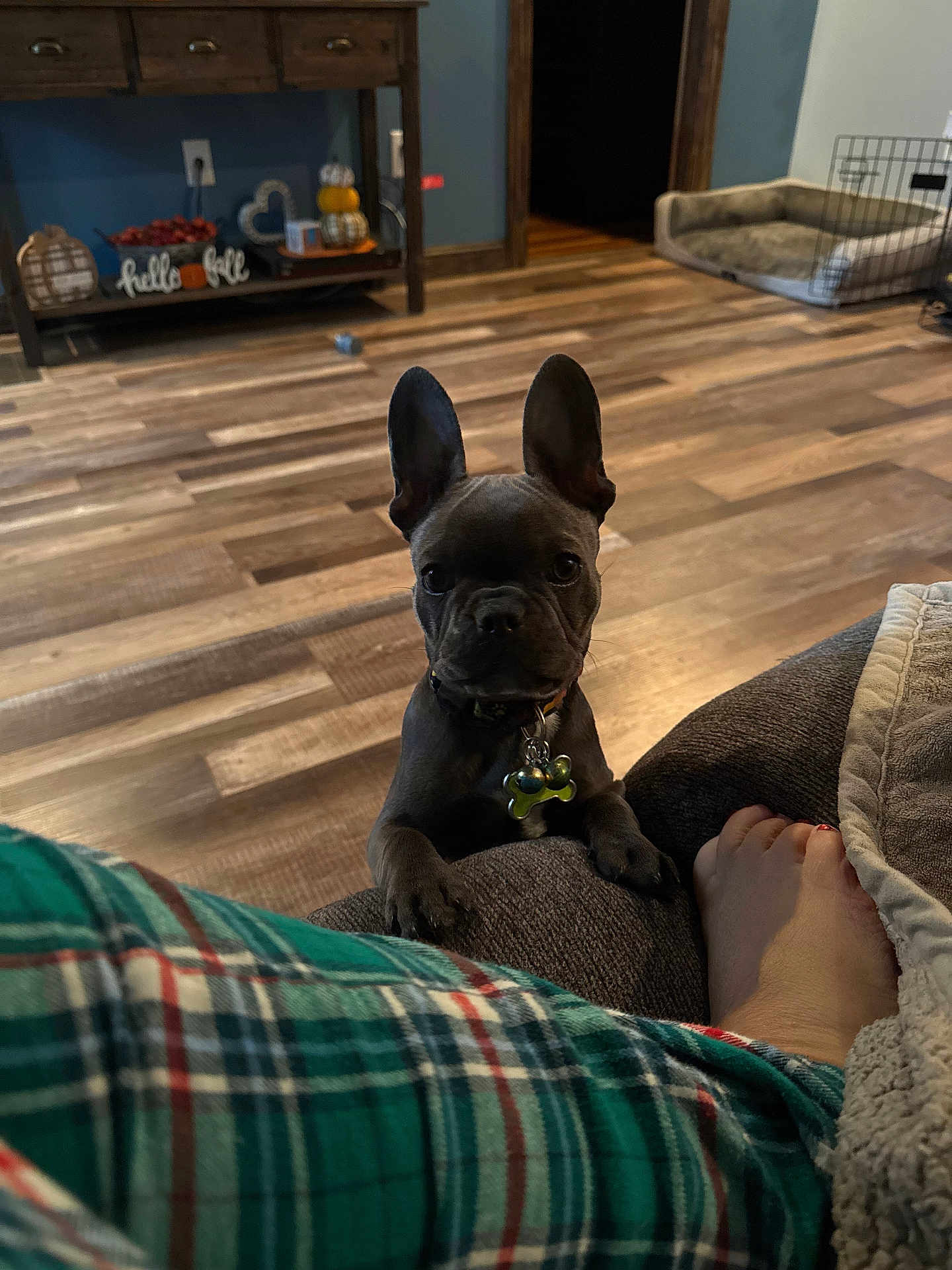 Veda joined the competition — help win amazing prizes! french_bulldog, puppy, dog, living_room, wood_floor, dog_bed, decorations, plaid_pajamas, foot, couch, collar, pet, indoor, cozy, home, flooring, furniture, ears, curious, looking