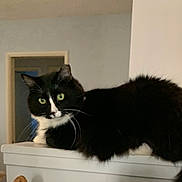 Lou joined the competition — help win amazing prizes! cat, black_and_white, green_eyes, fluffy, indoor, furniture, curious, lounging, pet, animal, whiskers, tail, household, doorway, relaxed, domestic, mammal, fur, looking, side_view