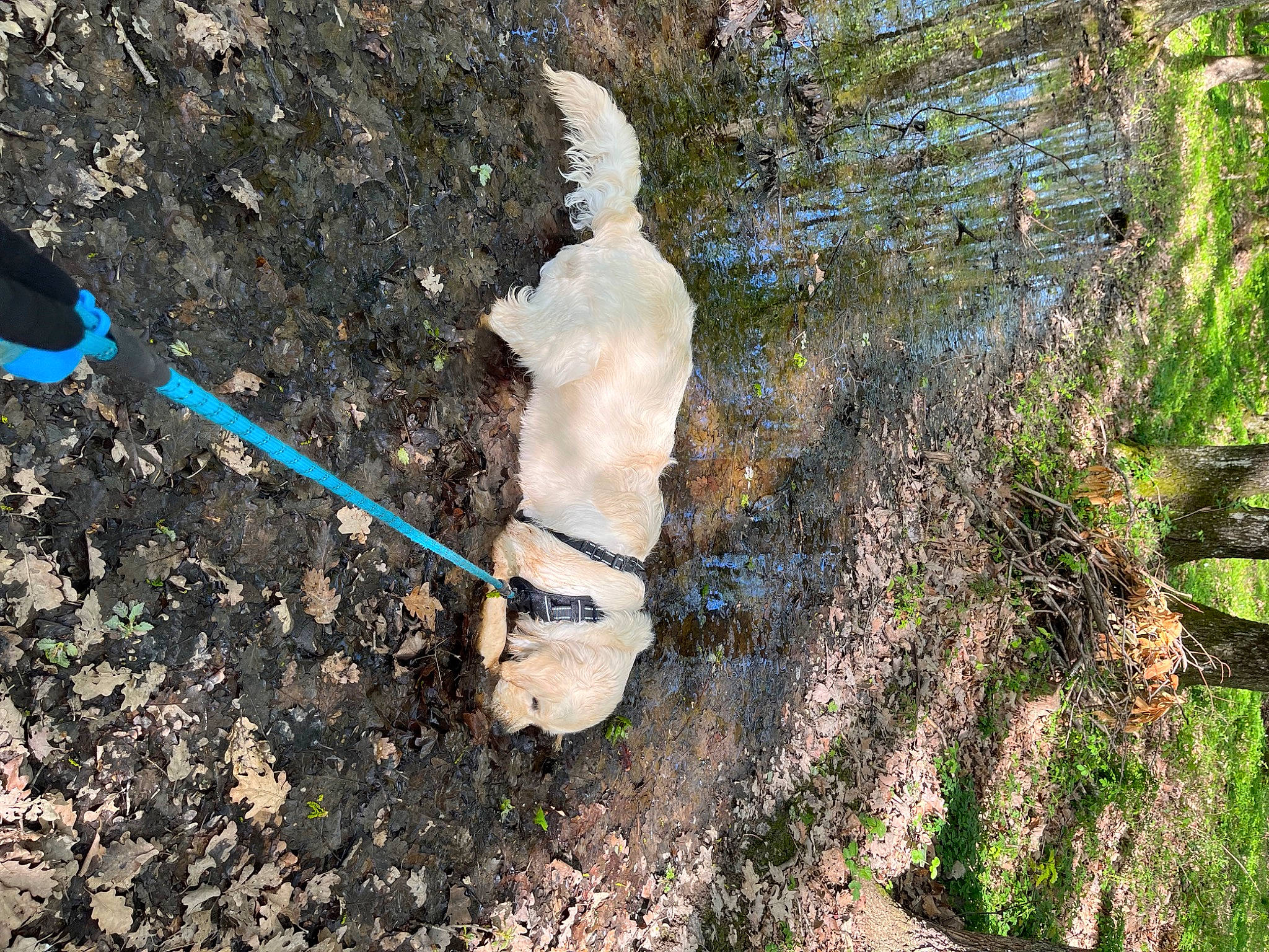 Gusto a rejoint le concours — aidez-le/la à gagner de superbes lots ! adventure, carnivore, dog, dog_breed, grass, leash, non_sporting_group, plant, plastic, plastic_bottle, recreation, rock, shadow, shrub, soil, sporting_group, tail, trunk, water