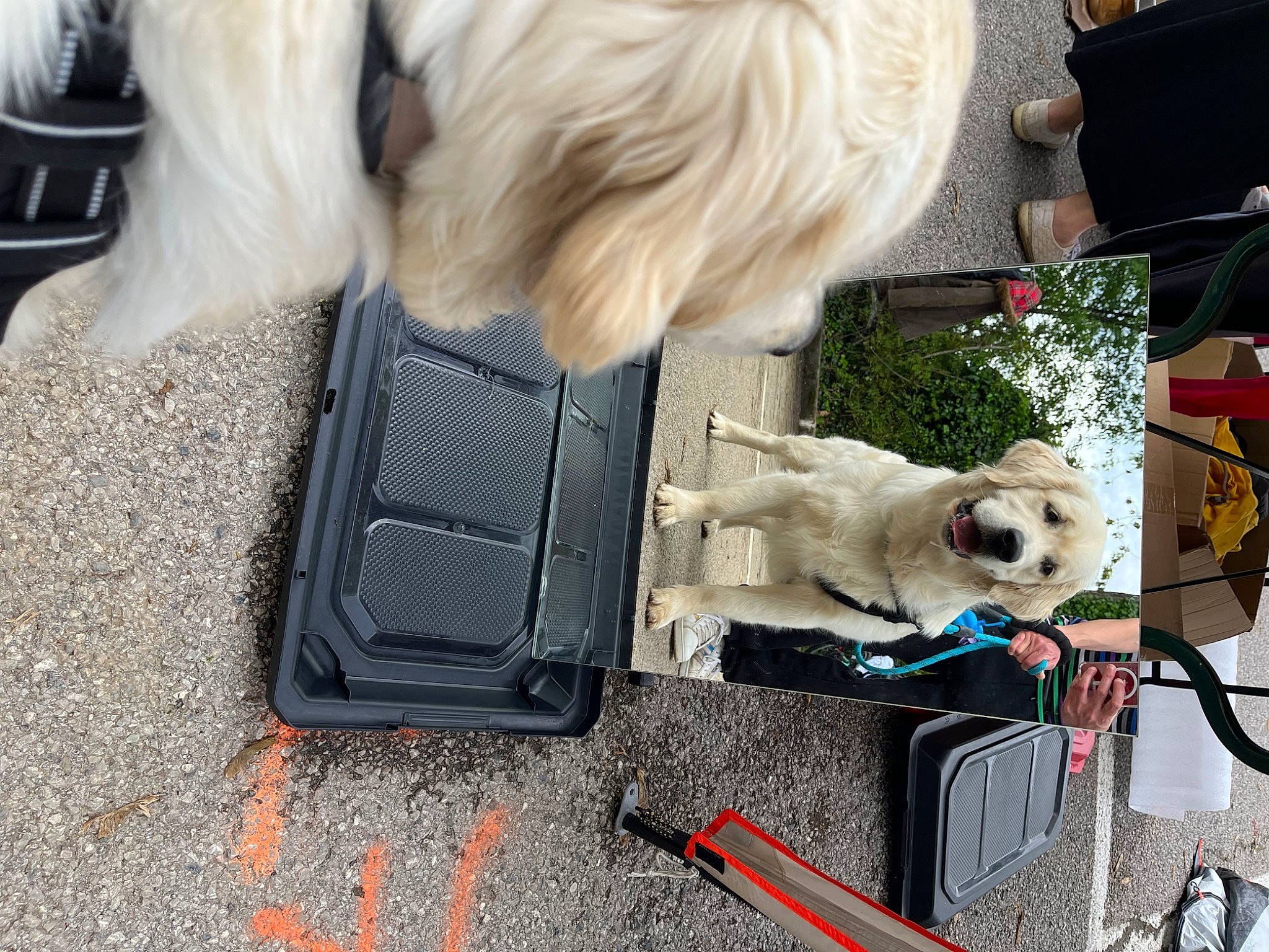 Gusto a rejoint le concours — aidez-le/la à gagner de superbes lots ! canidae, carnivore, collar, companion_dog, dog, dog_breed, dog_collar, dog_supply, fashion_accessory, fawn, fur, non_sporting_group, pet_supply, sporting_group, toy_dog, working_animal