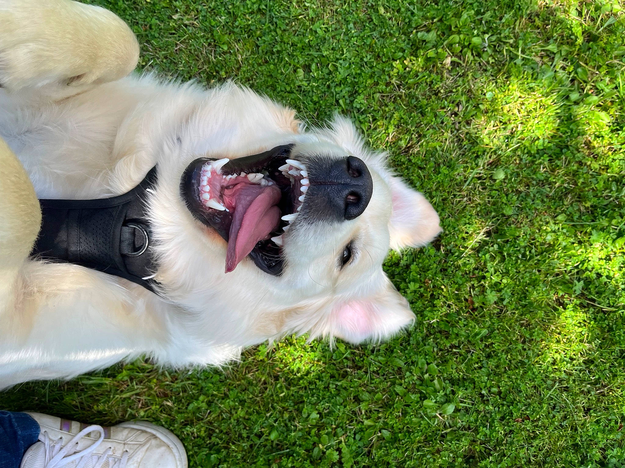 Gusto participe au concours pour gagner de l'argent avec cette photo : canidae, carnivore, collar, companion_dog, dog, dog_breed, dog_collar, fang, fawn, foot, fur, grass, groundcover, paw, plant, snout, sporting_group, tail, walking_shoe, whiskers