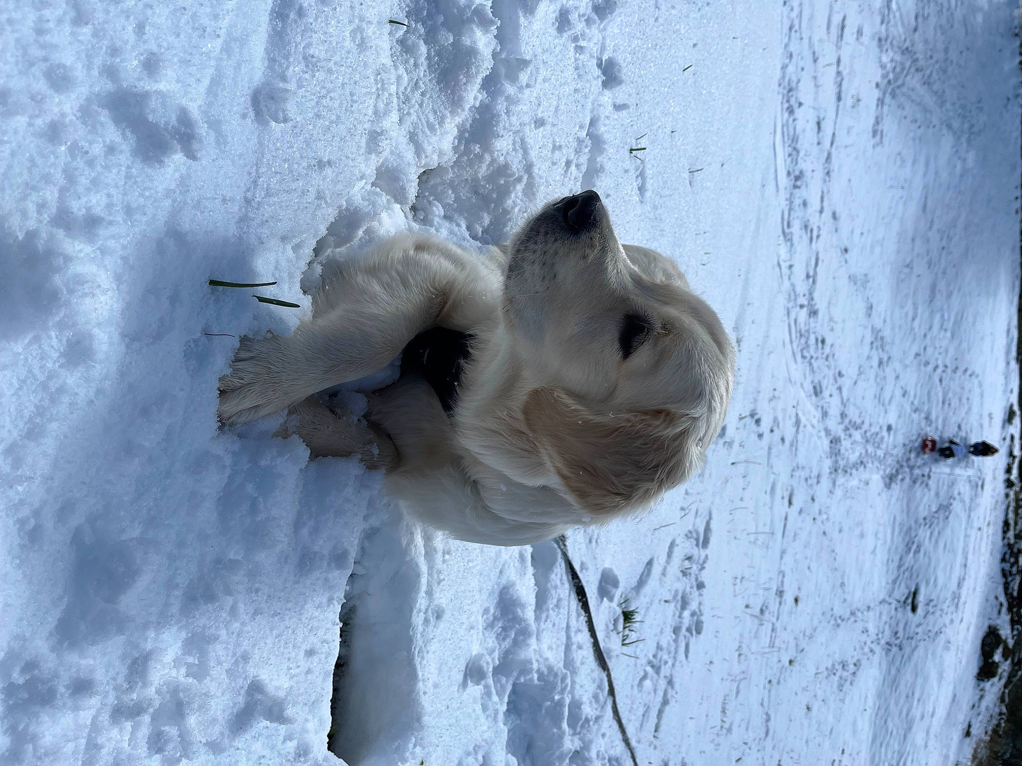 Gusto participe au concours pour gagner de l'argent avec cette photo : dog, dog_breed, door, freezing, frost, fur, ice, plant, snow, tree, trunk, window, winter, wood