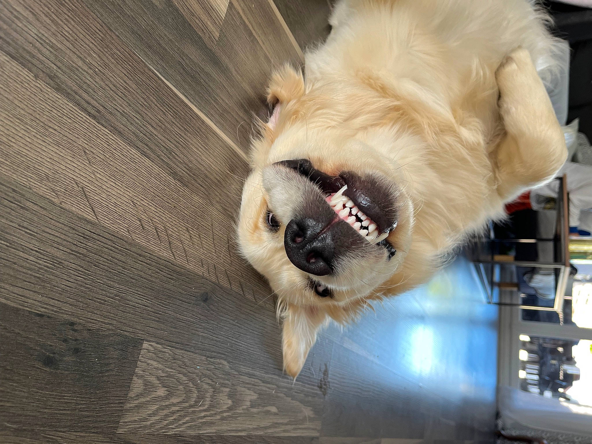 Gusto participe au concours pour gagner de l'argent avec cette photo : canidae, carnivore, claw, collar, companion_dog, dog, dog_breed, dog_collar, fawn, fur, paw, pug, snout, sporting_group, tail, toy_dog, whiskers, wood, working_animal, wrinkle