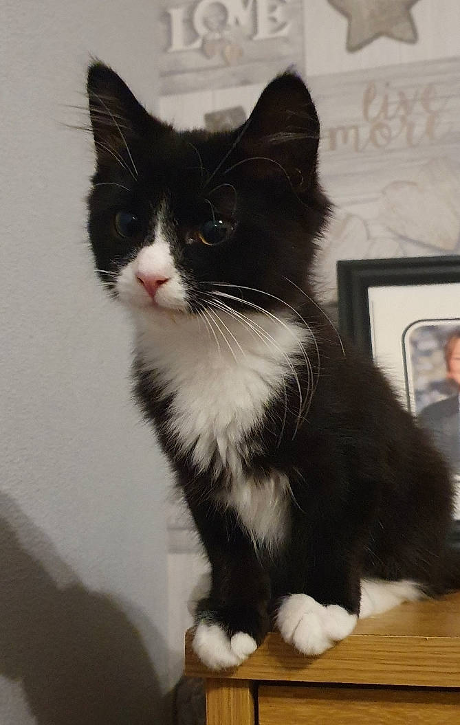 Dart is registered to the contest to win money with this photo: black_cat, carnivore, cat, claw, domestic_short_haired_cat, felidae, formal_wear, fur, monochrome, monochrome_photography, paw, sitting, small_to_medium_sized_cats, snout, tail, whiskers, window