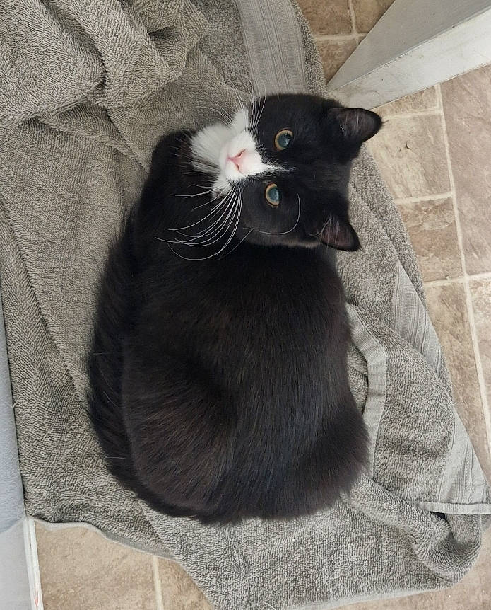 Dart is registered to the contest to win money with this photo: black_cat, bombay, carnivore, cat, comfort, domestic_short_haired_cat, eye, felidae, flooring, fur, grey, monochrome_photography, pattern, paw, sitting, small_to_medium_sized_cats, snout, tail, terrestrial_animal, whiskers