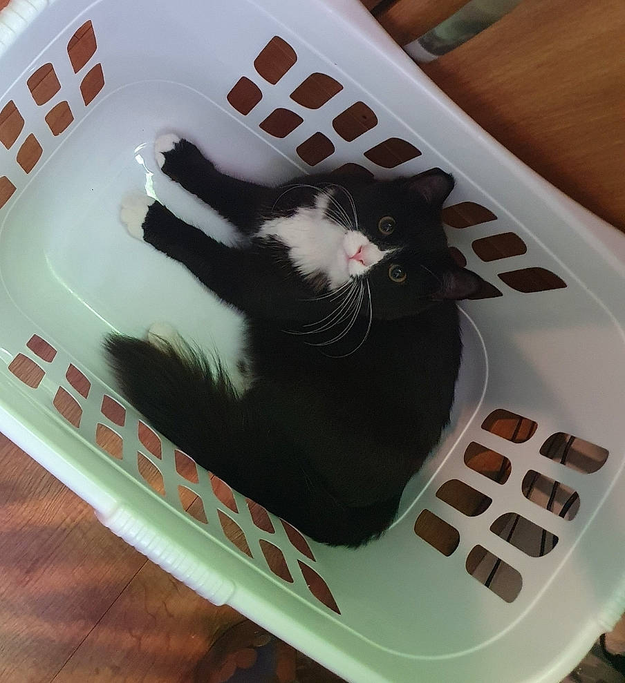 Dart is registered to the contest to win money with this photo: animal_feed, carnivore, cat, computer_keyboard, felidae, flooring, gadget, input_device, office_equipment, office_supplies, paw, pet_supply, plumbing_fixture, rectangle, sink, small_to_medium_sized_cats, space_bar, tail, tap, whiskers