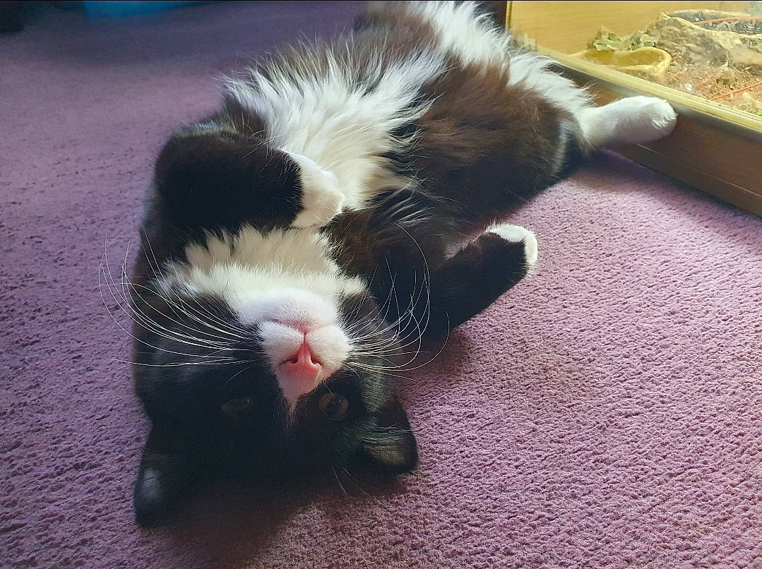 Dart is registered to the contest to win money with this photo: canidae, carnivore, cat, claw, comfort, dog_breed, domestic_short_haired_cat, eye, felidae, flooring, foot, fur, gesture, paw, plant, small_to_medium_sized_cats, snout, tail, terrestrial_animal, whiskers