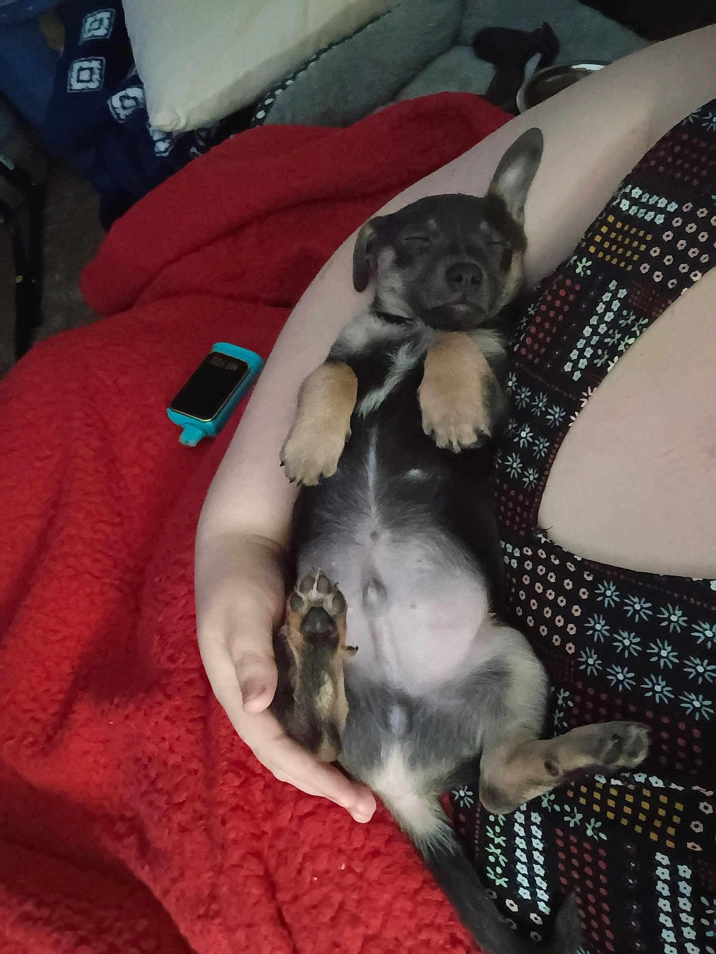 Kane joined the competition — help win amazing prizes! puppy, dog, sleeping, person_arm, hand, blanket, red_blanket, patterned_clothing, phone, phone_case, indoor, paws, belly, cozy, pet, close_up, cuddling, sofa, relaxing, young