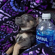 Kane joined the competition — help win amazing prizes! puppy, dog, sleeping, blanket, purple, water_bottle, bottle, aquafina, cozy, cute, nap, fur, paw, resting, car_interior, textile, pattern, head, nose, ear