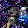 puppy, dog, sleeping, blanket, purple, water_bottle, bottle, aquafina, cozy, cute, nap, fur, paw, resting, car_interior, textile, pattern, head, nose, ear