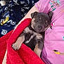 Kane joined the competition — help win amazing prizes! puppy, dog, sleeping, blanket, red_blanket, pink_shirt, pajamas, person_arm, arm, cuddling, cozy, indoor, bowl, toy, blue_blanket, fur, cute, nap, pet, small_puppy