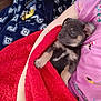 Kane is registered to the contest to win money with this photo: puppy, dog, red_blanket, blue_blanket, arm, person, pajama, cozy, indoor, couch, yellow_toy, paw, ear, chest_mark, sleepy, small_dog, cuddling, fabric, pet, portrait
