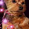 animal, black_eyes, black_nose, brown_fur, close_up, collar, decorative_background, dog, glitter, greeting_card, long_fur, peace_dove, pet, pink_bandana, portrait, puppy, sitting, small_dog, sparkles, yorkshire_terrier